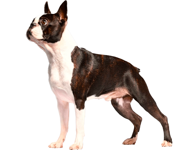 FEHOVA WINTER DOG SHOW 2026
