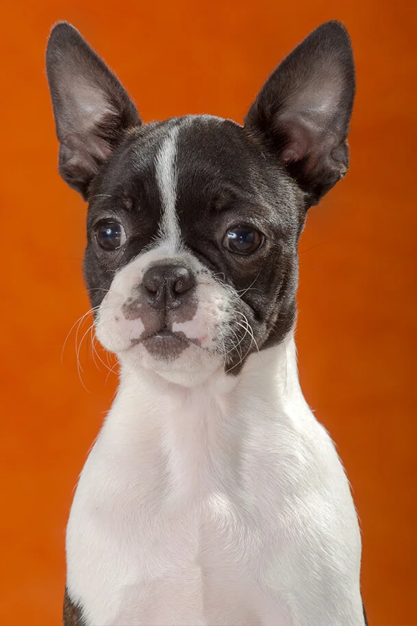 Boston Terrier according to the breed standard