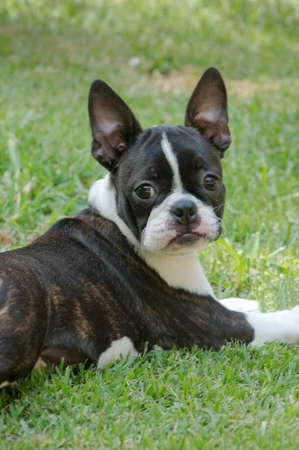 Boston Terrier according to the breed standard