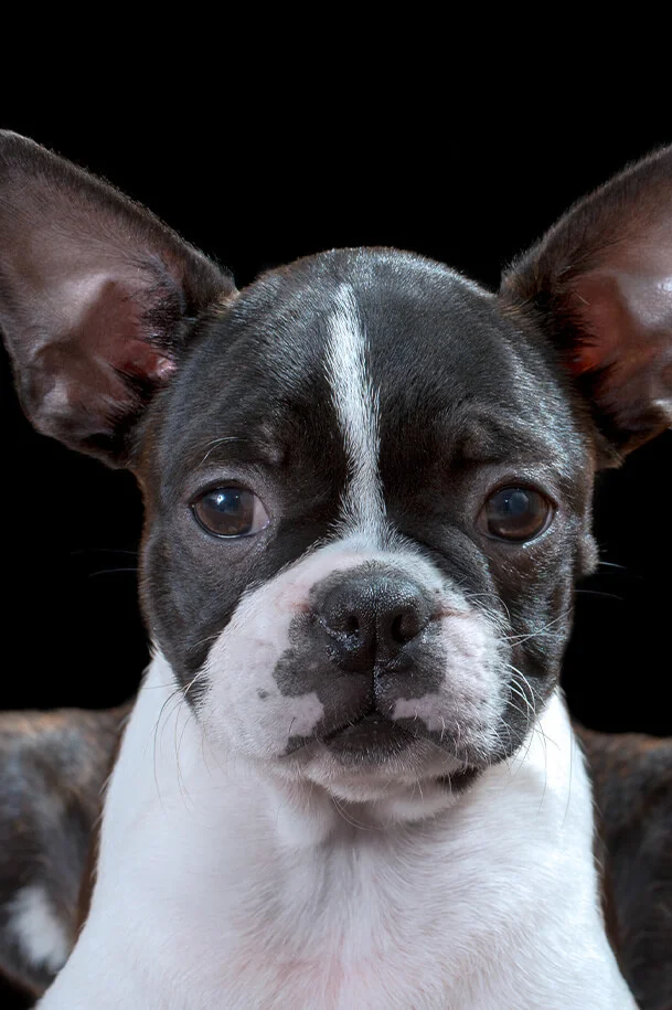 Boston Terrier according to the breed standard