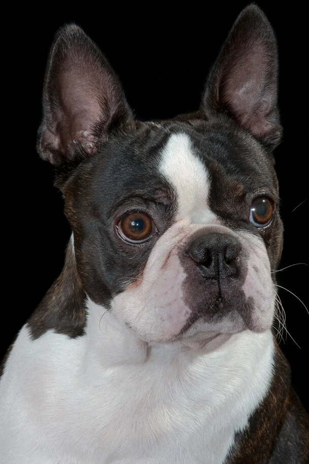 Boston Terrier according to the breed standard